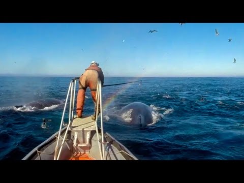 New tech gives Stanford researchers a unique look into the lives of whales