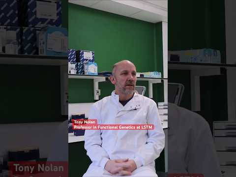 Transforming Mosquitoes : Targeted gene editing could limit spread of insect-borne disease #health
