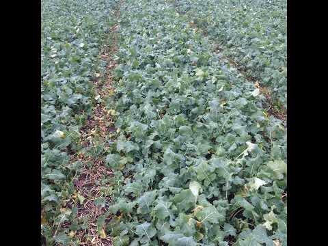 Disease control in oilseed rape