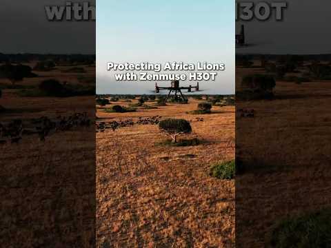 🌍Revolutionizing Wildlife Conservation with DJI Zenmuse H30T #wildlife #wildlifeconservation #dji