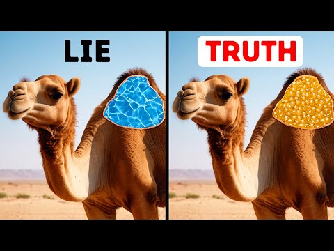 Camels don&#039;t store water in humps // 50+ Animal Facts No One Told Us During Biology Class