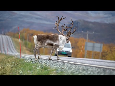 Caribou Migration Secrets In The Arctic Wilderness