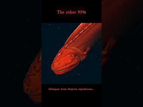 We&#039;ve Barely Seen the Deep Sea