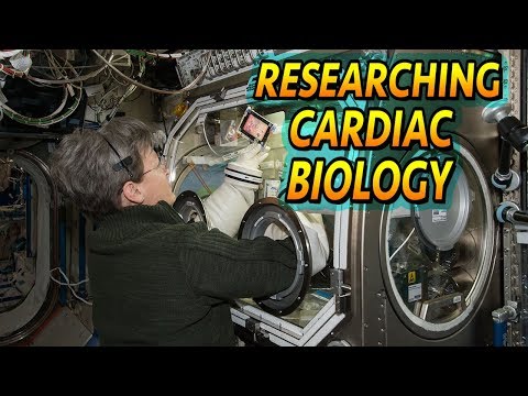 Cardiac Biology In Space