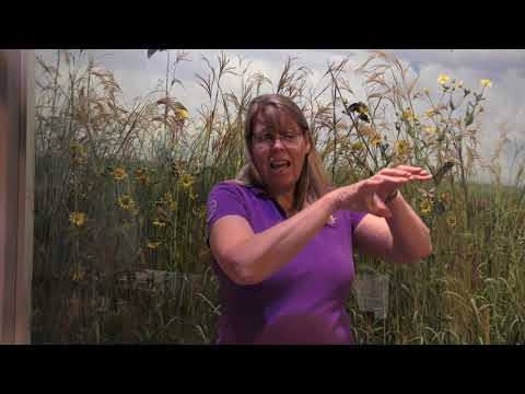 What Did People from Cahokia Grow and Eat? Agriculture at Cahokia