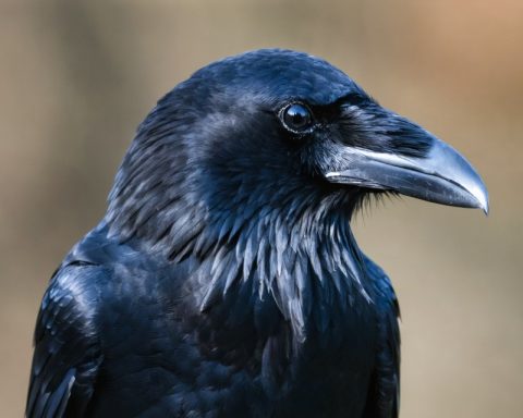 The Secret Language of Ravens: What These Intelligent Birds Can Teach Us About Nature The Secret Language of Ravens: What These Intelligent Birds Can Teach Us About Nature