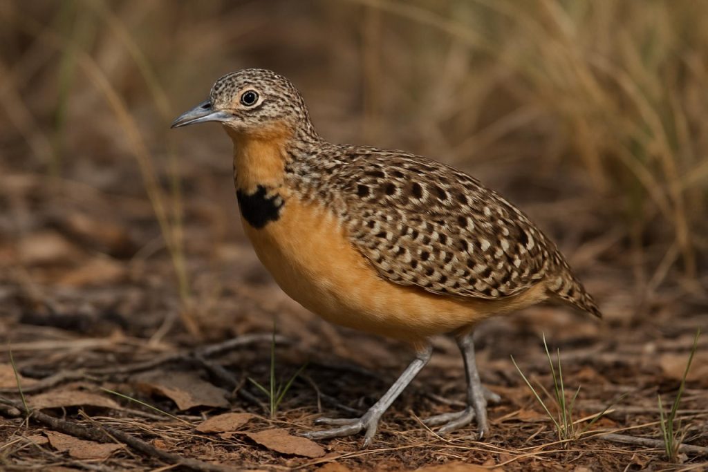 Buff-breasted Buttonquail: Unraveling the Mystery of Australia’s Rarest Bird Buff-breasted Buttonquail: Unraveling the Mystery of Australia’s Rarest Bird