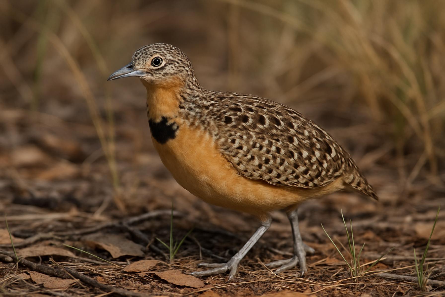 Buff-breasted Buttonquail: Unraveling the Mystery of Australia’s Rarest Bird 